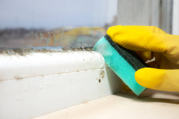 Best Mold Damage Restoration  in Squaw Valley, CA